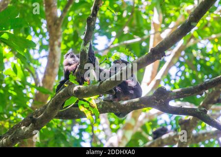 Moormakaken auf einem Baumzweig im Bantimurung Bulusaraung Nationalpark in Sulawesi, Indonesien Stockfoto