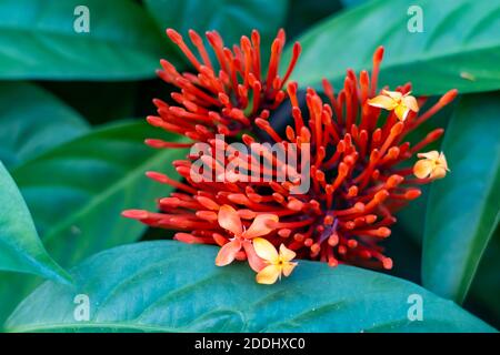 Schöne Ixora Blume blüht in einem Garten Stockfoto