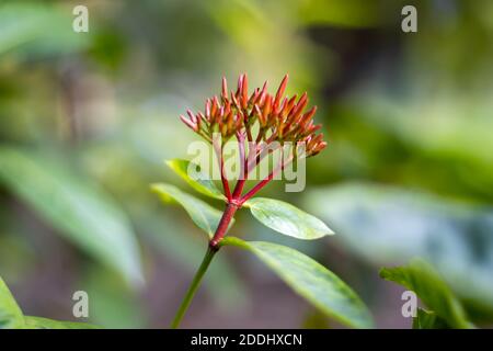 Schöne rot grüne Ixora Blütenknospen Nahaufnahme Stockfoto