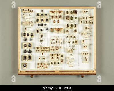 Schubladen mit Exemplaren von Insekten, Nahaufnahme eines Käfers, Naturwissenschaft, Entomologie, Zoologie Stockfoto