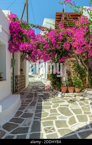 Malerische Gasse in Prodromos Paros griechische Insel mit einer voll blühenden Bougainvillea !! Weiß getünchte traditionelle Häuser mit blauer Tür und Blumen alle Stockfoto