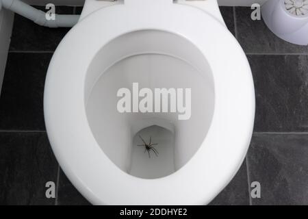 Riesige Haus Spinne Eratigena atrica in der Toilette gefallen und Ertränkt, wenn Arachnophobie sehr erschreckend Schock sehen, dies schlecht Schock Stockfoto