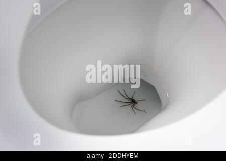 Riesige Haus Spinne Eratigena atrica in der Toilette gefallen und Ertränkt, wenn Arachnophobie sehr erschreckend Schock sehen, dies schlecht Schock Stockfoto