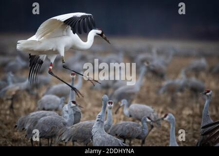 Ein einziger Keuchkran mischt sich mit einem Schwarm von gemeinsamen sandhill Krane Stockfoto