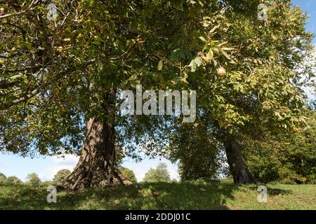 Der letzte Solo-Conker, der an einem Kastanienbaum-Ast hängt, Aesculus hippocastanum, markiert das Ende des Herbstes und den Wechsel der Saison Stockfoto