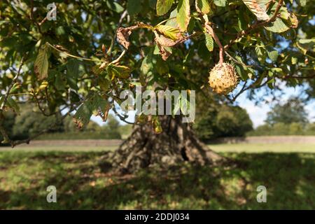 Der letzte Solo-Conker, der an einem Kastanienbaum-Ast hängt, Aesculus hippocastanum, markiert das Ende des Herbstes und den Wechsel der Saison Stockfoto