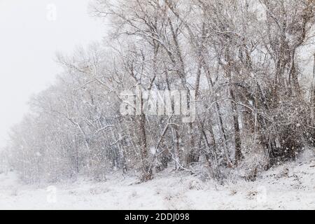 Fremont Cottonwood Bäume im November Schneesturm; Vandaveer Ranch; Salida; Colorado; USA Stockfoto