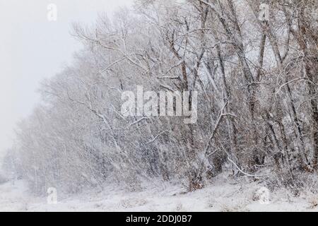 Fremont Cottonwood Bäume im November Schneesturm; Vandaveer Ranch; Salida; Colorado; USA Stockfoto