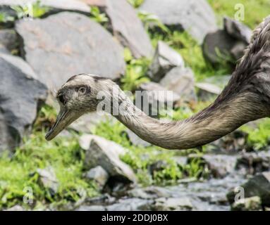 Eine Nahaufnahme eines Großraums rhea umgeben von Felsen und Grün in einem Feld unter dem Sonnenlicht Stockfoto