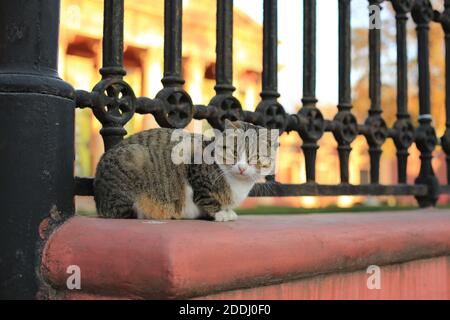 Eine flauschige Tabby Katze sitzt allein mit einem nachdenklichen Blick auf den Zaun und Wachen, Nahaufnahme des Haustieres auf einem roten Sockel mit einem schmiedeeisernen Zaun. Stockfoto