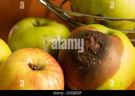 Braun gequetscht Patch auf bramley Kochen Apfel Wachstum von Monilinia Fructicola in Obstschale, die ein Gesicht zu haben scheint Schlechter Haufen Stockfoto