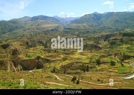 Panorama-Luftaufnahme der schönen landwirtschaftlichen Terrassen in Colca Canyon, Arequipa Region, Peru Stockfoto