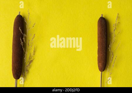 Modell. Trockene Stacheletts aus Gras und Schilf auf einem hellgelben Stoffhintergrund. Stockfoto