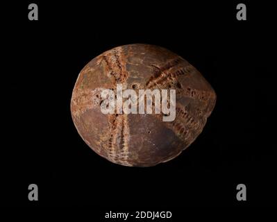 Fossiler Echinoid, Echinocorys Scutata, in Feuerstein konserviert. Naturwissenschaftliche Sammlung, Paläontologie Stockfoto