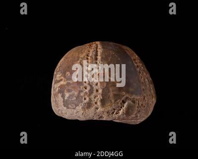 Fossiler Echinoid, Echinocorys Scutata, in Feuerstein konserviert. Naturwissenschaftliche Sammlung, Paläontologie Stockfoto