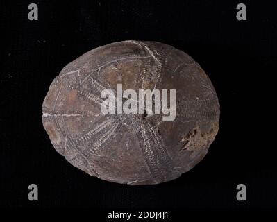 Fossil Echinoid, Echinocorys Scutata, konserviert in Feuerstein aus der Oberen Kreide, Gravesend, UK, Naturwissenschaftliche Sammlung, Paläontologie Stockfoto