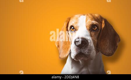 Schöne Beagle Hund Headshoot isoliert auf orangefarbenem Hintergrund Stockfoto