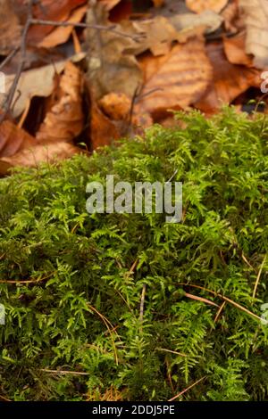 Moos im Vordergrund mit verschwommenem Blattstreu im Hintergrund Stockfoto