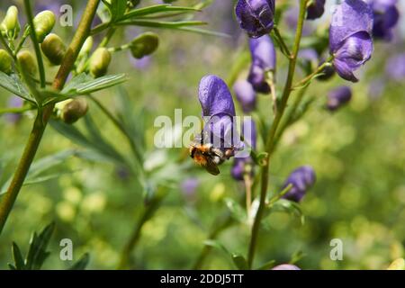 Hummel auf Akonitblüte Nahaufnahme auf verschwommenem Hintergrund Stockfoto
