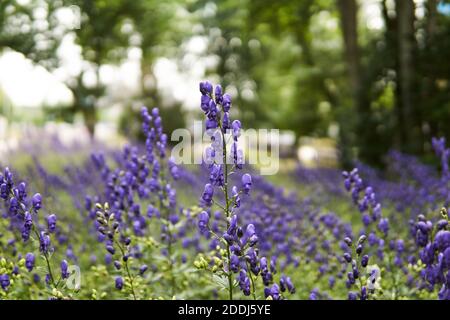 Violette Blütenstände von Aconit auf einem verschwommenen Hintergrund Stockfoto