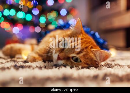 Ginger Cat spielt mit Girlanden und lametta unter dem Weihnachtsbaum. Weihnachten und Neujahr Konzept Stockfoto