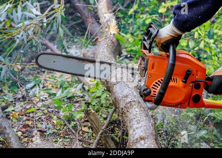 Kettensägeblatt schneidet fallenden Baum nach harten Hurrikan Sturm Stockfoto