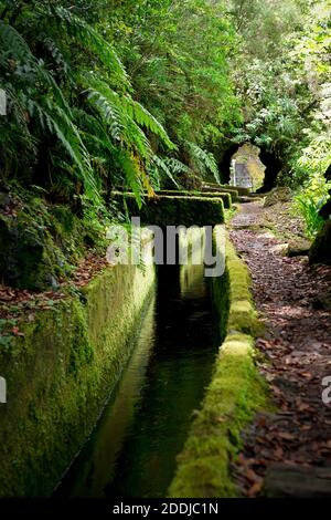 Kanal (Levada) bedeckt mit Moos in der Mitte des Regenwaldes der Insel Madeira. Stockfoto