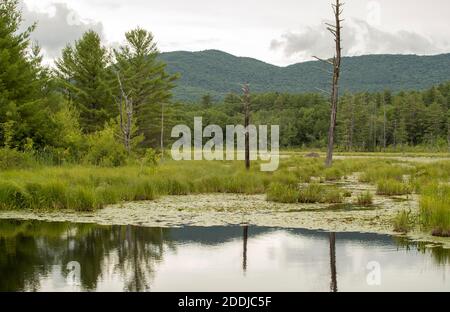 Feuchtgebiete im Norden von New Hampshire. In der Nähe von Squam Lake, wo der Film 'On Golden Pond' gedreht wurde. Gelegen zwischen Holderness und Sandwich, NH. Stockfoto