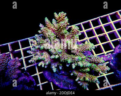 Isoliertes Bild der Acropora-Koralle. Acropora ist eine Gattung von kleinen Polypen Steinkorallen. Stockfoto