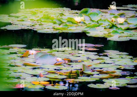 Les Jardins de Monet à Giverny - Monets Garten - Haus und Seerosengärten des französischen Künstlers Claude Monet in Giverny, Frankreich Stockfoto