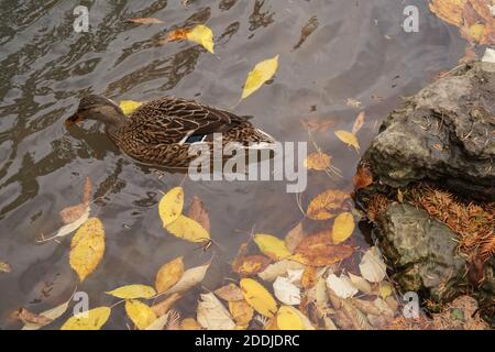 Eine weibliche Stockente im Herbst, die zwischen heruntergefallenen Blättern schwimmend. Stockfoto