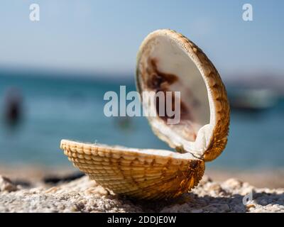 Muschel vor dem Hintergrund des blauen Meeres. Urlaub, Sommer, Symbol. Geringe Schärfentiefe. Stockfoto
