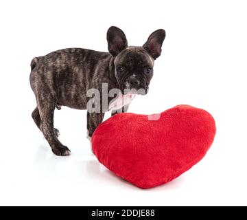 Französisch Bulldogge Welpen am Valentinstag auf weißem Hintergrund Stockfoto