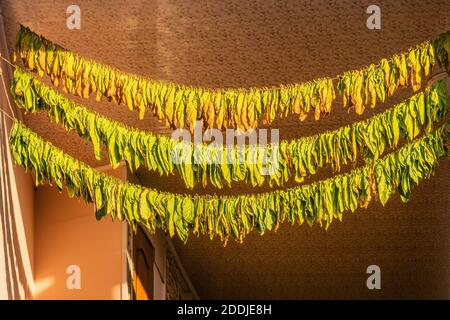 Trocknende Tabakblätter, hängend, um in der Sonne zu trocknen. Stockfoto