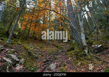 Landschaft mit Pinienwäldern und Wanderweg in den Bergen Stockfoto