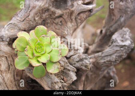 Nahaufnahme einer Rosette einer Sukkulenten Pflanze, die als Bejeque, Verodes oder Aeonium urbicum bekannt ist und auf einem trockenen Baum wächst Stockfoto