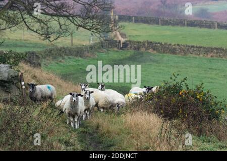 Eine Herde Schafe in Baildon, Yorkshire, England. Die Schafe sind mit smit-Markierungen gekennzeichnet. Stockfoto