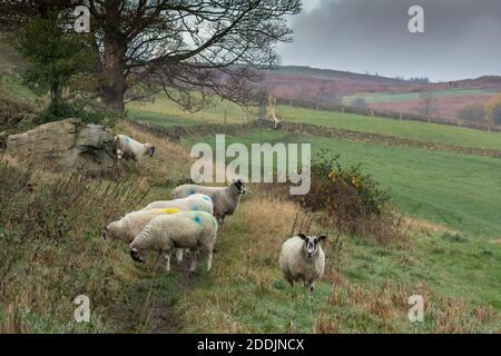 Eine Herde Schafe in Baildon, Yorkshire, England. Die Schafe sind mit smit-Markierungen gekennzeichnet. Stockfoto