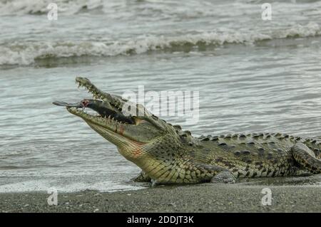 Ein wildes amerikanisches Krokodil (Crocodylus acutus) am Meer und beim Essen eines schwarzen Snooks im Corcovado Nationalpark in Costa Rica. Stockfoto