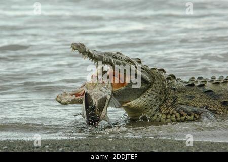 Ein wildes amerikanisches Krokodil (Crocodylus acutus) am Meer und beim Essen eines schwarzen Snooks im Corcovado Nationalpark in Costa Rica. Stockfoto