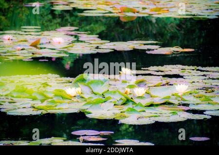 Les Jardins de Monet à Giverny - Monets Garten - Haus und Seerosengärten des französischen Künstlers Claude Monet in Giverny, Frankreich Stockfoto