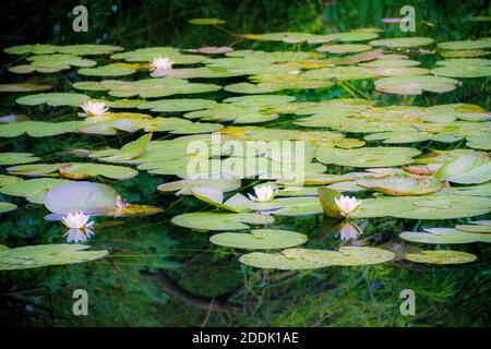 Les Jardins de Monet à Giverny - Monets Garten - Haus und Seerosengärten des französischen Künstlers Claude Monet in Giverny, Frankreich Stockfoto