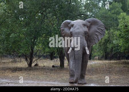 Afrikanischer Elefantenbulle (Loxodonta africana) mit abgenutzten Stoßzähnen, Mana Pools National Park, Zambezi Valley, Simbabwe. Stockfoto