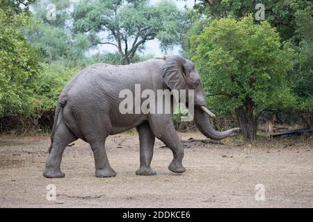 Afrikanischer Elefantenbulle, Loxodonta africana, Spaziergang auf der Hochwasserebene des Zambezi-Flusses, Mana Pools, Simbabwe Stockfoto