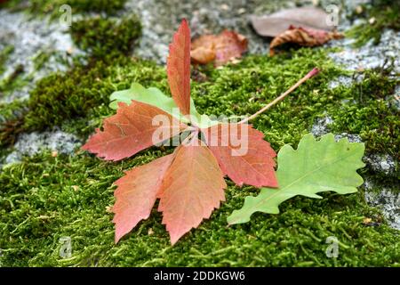 Ein weicher Fokus der Herbstblätter auf einem moosigen Boden Stockfoto
