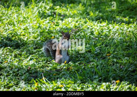 Cute graue Eichhörnchen essen im Park Stockfoto