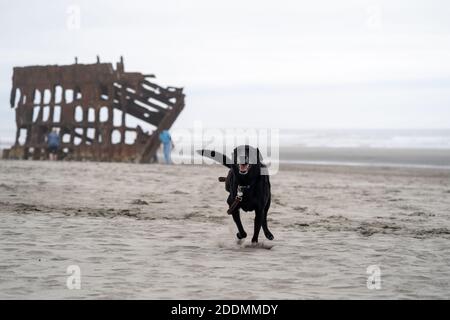 Glücklich schwarz labrador retreiver läuft am Strand, neben dem Schiffswrack - Wrack der Peter Iredale Stockfoto