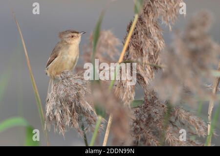 Plain Prinia (Prinia inornata), Mai Po Marshes Nature Reserve, New Territories, Hong Kong 11 Jan 2020 Stockfoto