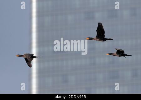 Great Cormorants (Phalacrocorax carbo) im Flug, in der Nähe von Mai Po Marshes Nature Reserve, New Territories, Hong Kong 11 Jan 2020 - Shenzhen High Rise in b Stockfoto