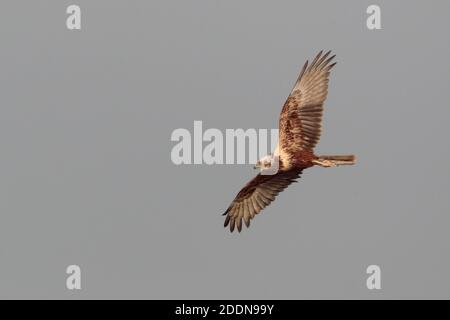 Eastern Marsh Harrier (Circus spilonotus) im Flug, Mai Po Marshes Nature Reserve, New Territories, Hong Kong 01 Jan 2020 Stockfoto